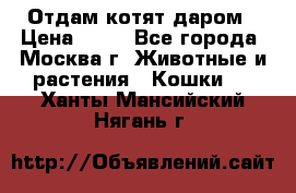 Отдам котят даром › Цена ­ 10 - Все города, Москва г. Животные и растения » Кошки   . Ханты-Мансийский,Нягань г.